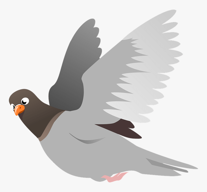 Squab, Pigeon, Animal, Bird, Flight, Flying, Wings - Racing Pigeon Clip Art, HD Png Download, Free Download