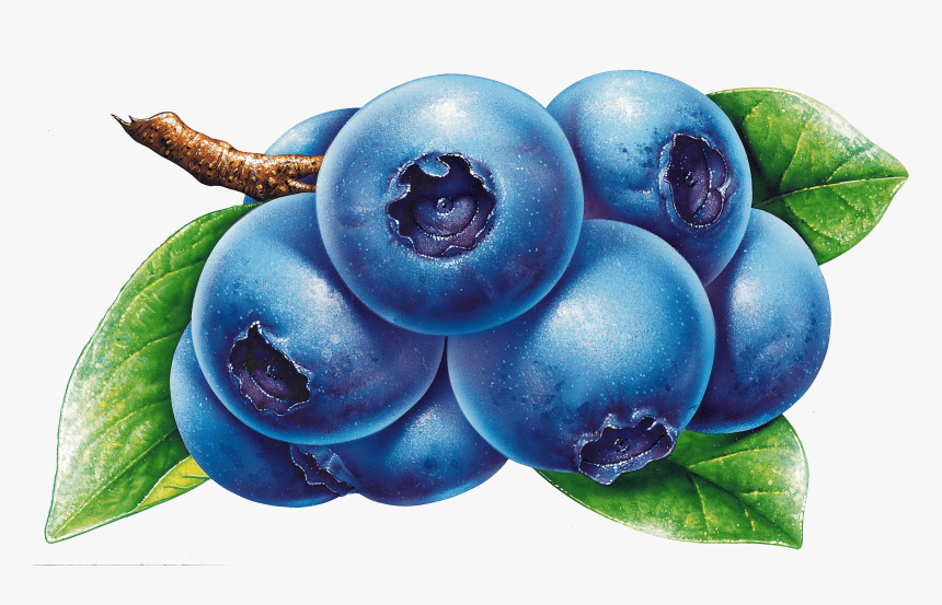 Blueberries Drawing, HD Png Download, Free Download