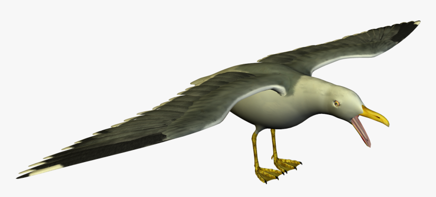 Seagull Clipart - Png Seagull, Transparent Png, Free Download