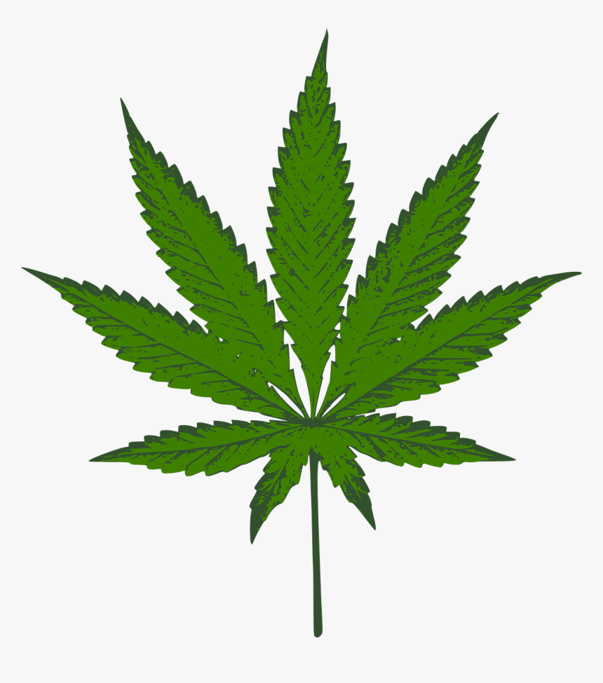 Cannabis, Sativa, Marijuana, Weed, Mary-jane, Blow - Weed Plant, HD Png Download, Free Download