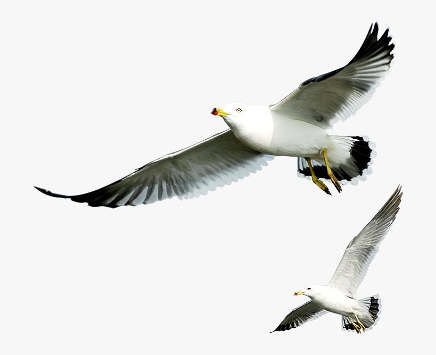 Burung Laut Png, Transparent Png, Free Download