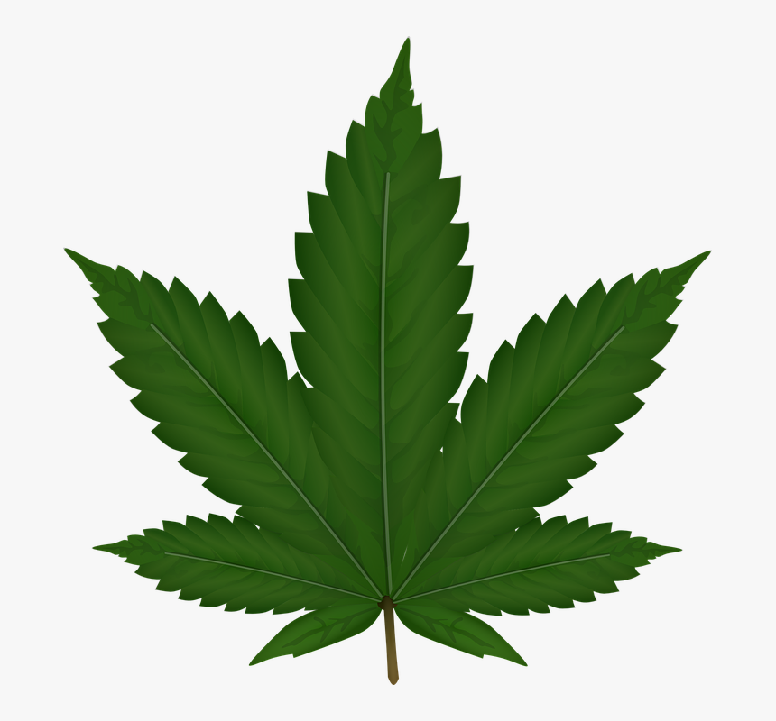 Cannabis, Hemp, Leaf, Weed, Reed, Green, Nerves, Veins - Transparent Background Marijuana Leaf, HD Png Download, Free Download