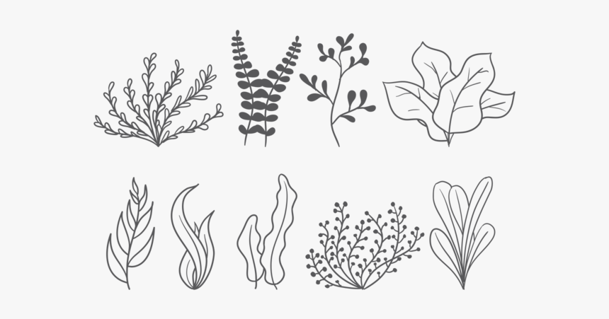 Sea Weed Vector Icons - Sea Weed Vector, HD Png Download, Free Download