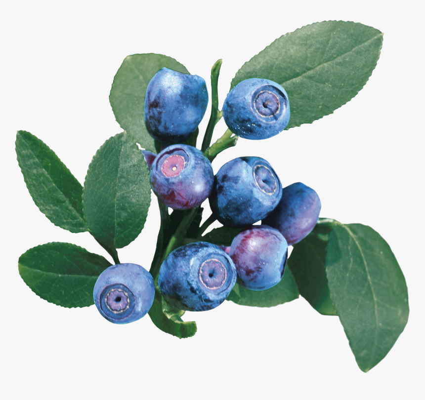 Blueberry Clipart Png, Transparent Png, Free Download