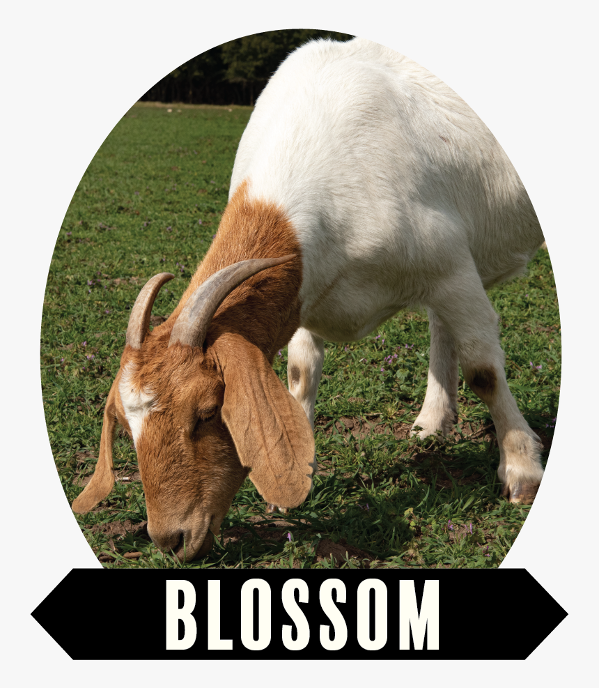 Oh Blossom, Daughter Of Petal - Goat, HD Png Download, Free Download