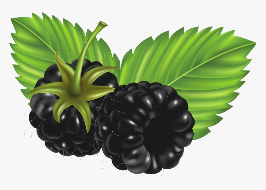 Blueberry Clipart Blueberry Bush - Clip Art Black Berries, HD Png Download, Free Download