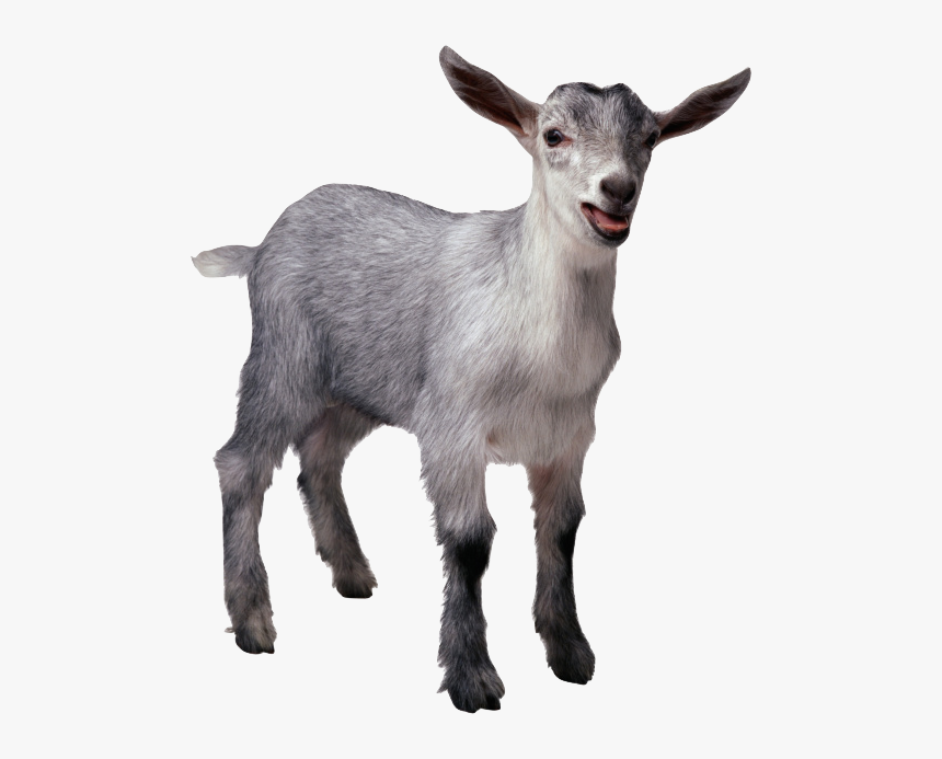 Funny Goat Png - Goat With No Background, Transparent Png, Free Download