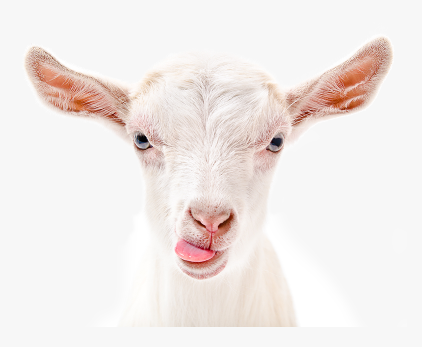 Our Goats Rule - Chèvre Qui Tire La Langue, HD Png Download, Free Download