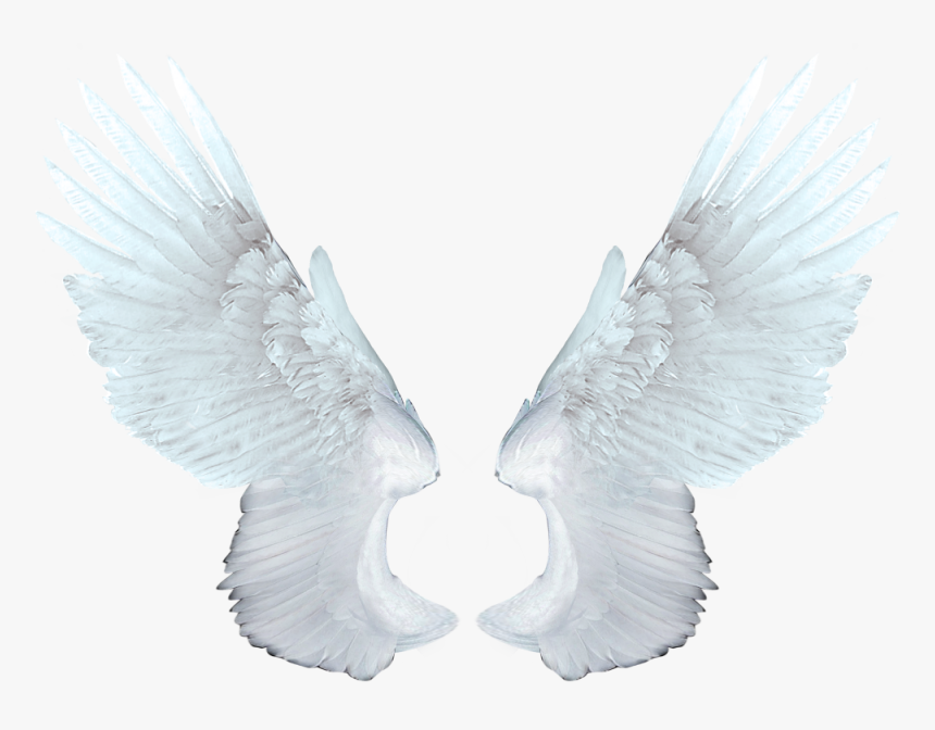 White Wings - Angel Wings High Resolution, HD Png Download, Free Download