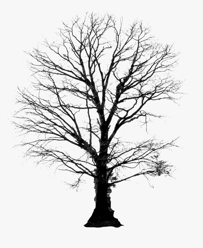 Tree Of Life With Roots Clipart - Winter Tree Silhouette Png, Transparent Png, Free Download