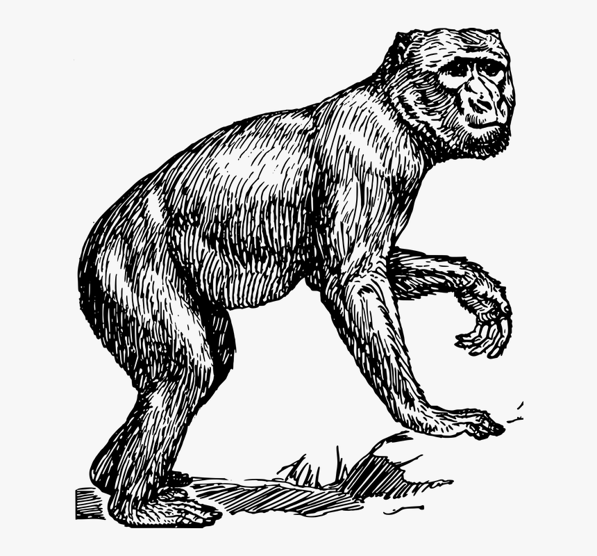 Animales, Mono, Macaco, Mamíferos, Primate - Ape Drawing Png, Transparent Png, Free Download