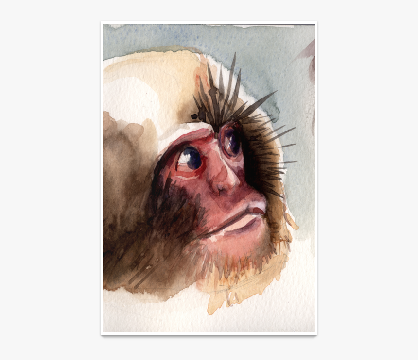 Clip Art Macaco Vermelho - Rhesus Macaque, HD Png Download, Free Download