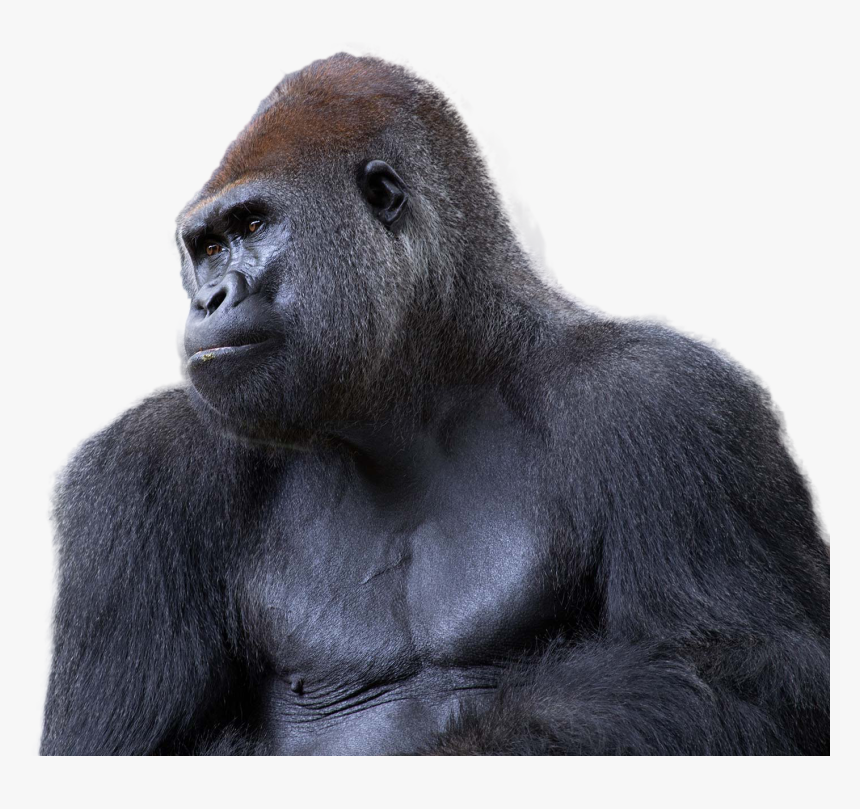 Western Lowland Gorilla, HD Png Download, Free Download