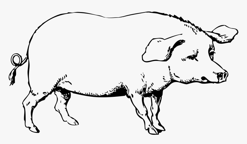 Pig Cute Transparent Image Clipart - Hog Clipart Black And White, HD Png Download, Free Download