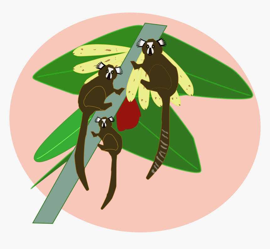 Transparent Macaco Png - Illustration, Png Download, Free Download