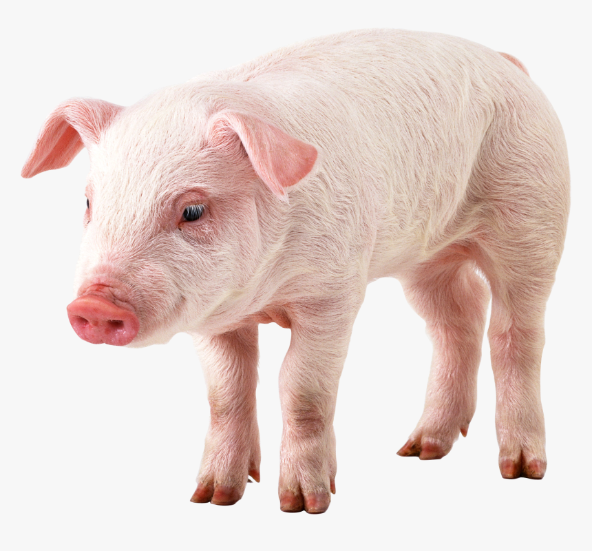 Download And Use Pig In Png - Pig With Transparent Background, Png Download, Free Download