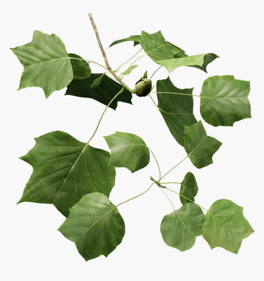 Black Maple, HD Png Download, Free Download