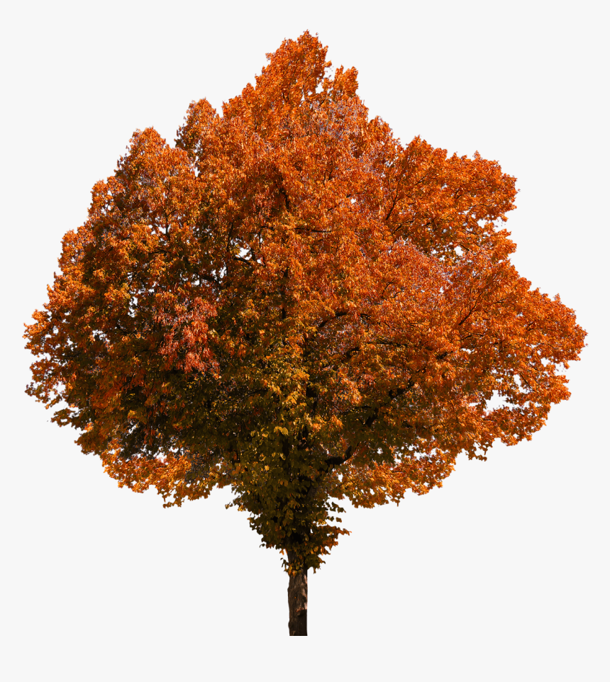 Autumn, Tree, Leaves, Color, Fall Foliage, Png, Oranges - Fall Tree Transparent Background, Png Download, Free Download