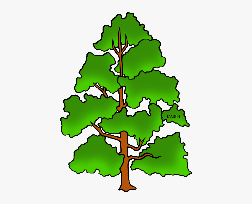 Tennessee State Tree - Draw Tennessee State Tree, HD Png Download, Free Download