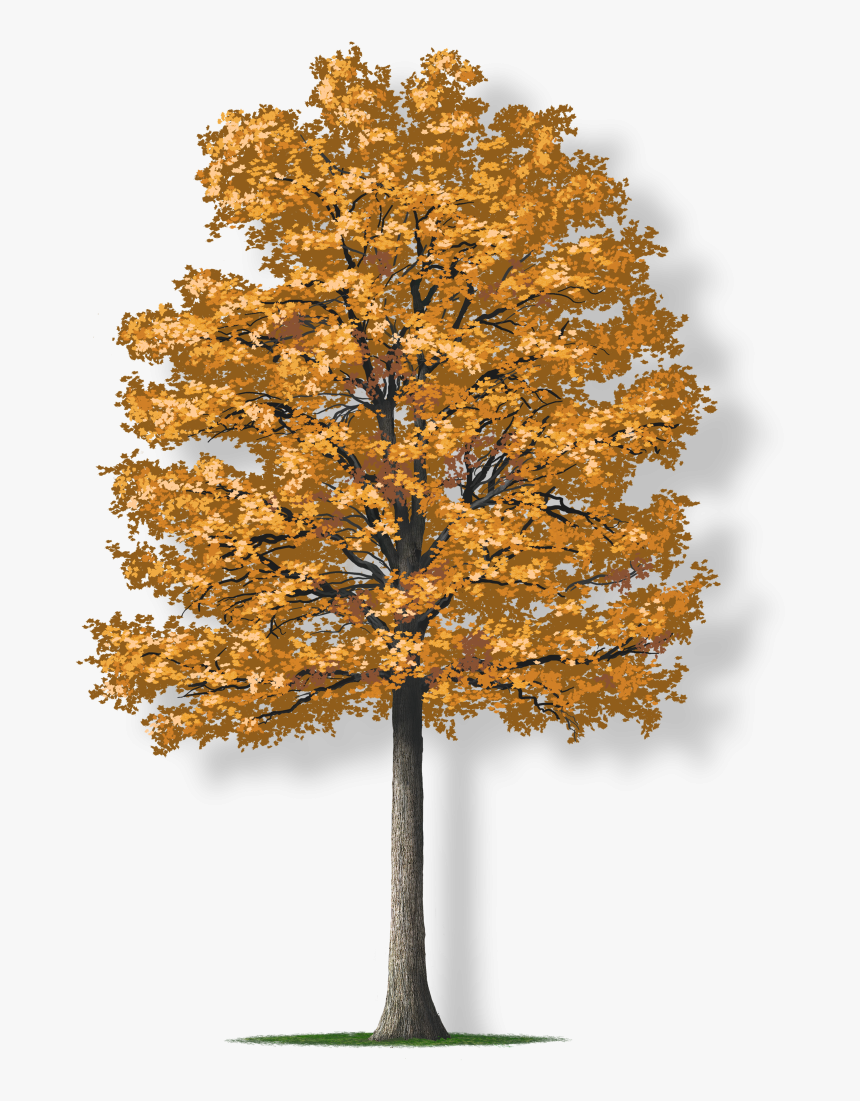 Tulip Tree Png, Transparent Png, Free Download