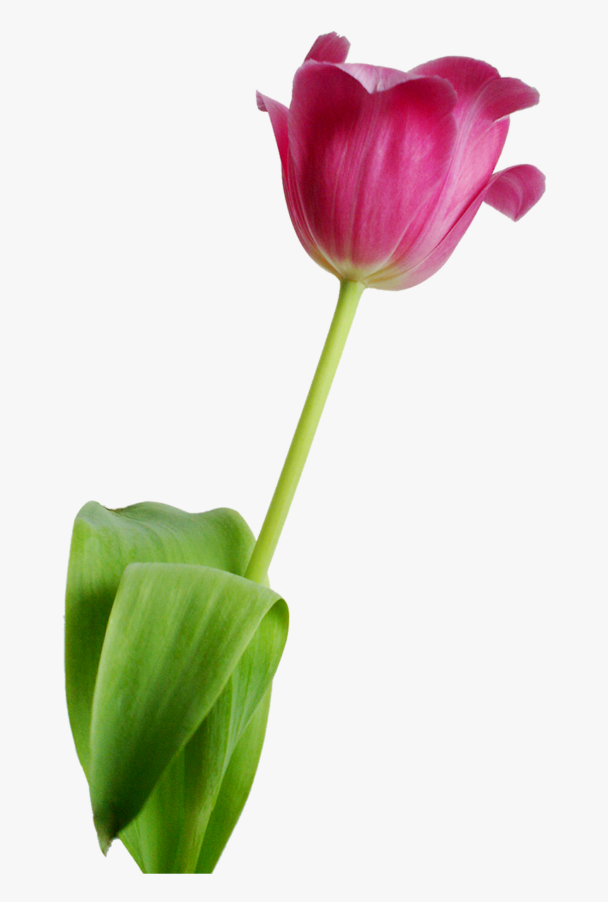 Tulip Flower Rosa Free Picture - Nature No Background, HD Png Download, Free Download