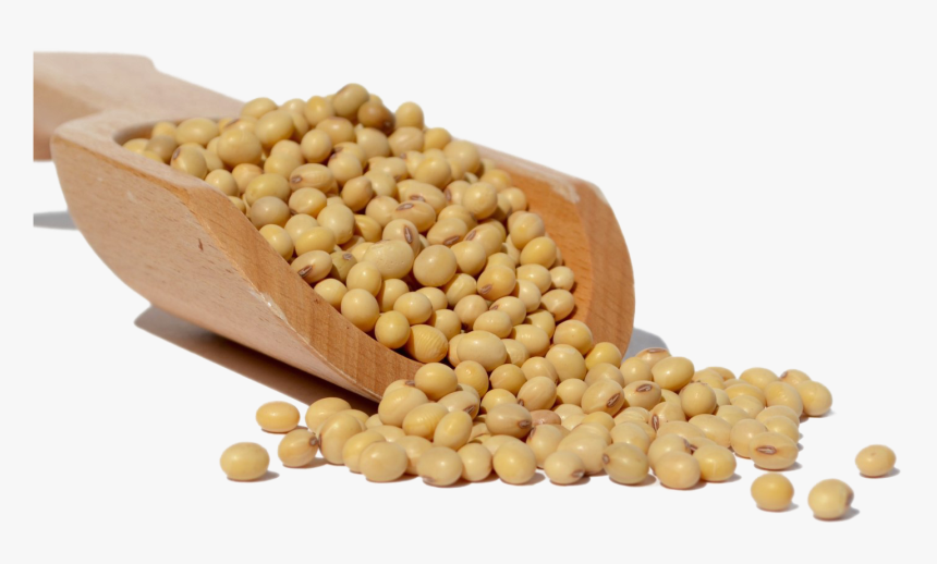Chickpea - Soya Bean Png, Transparent Png, Free Download