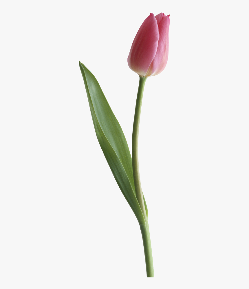 Download Tulip Png Clipart - Tulips Images Transparent Background, Png Download, Free Download