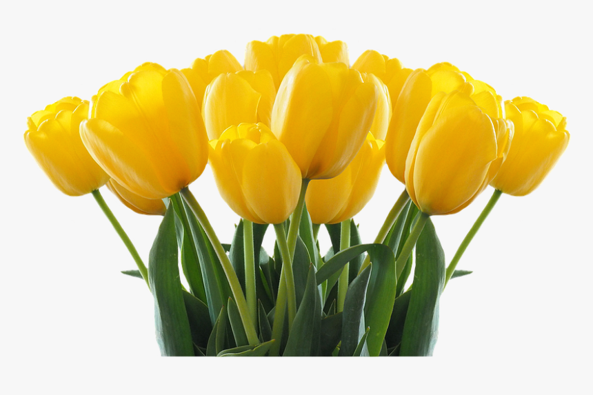 Transparent Tulips Clipart - Whatsapp Birthday Status For Loving Sister, HD Png Download, Free Download