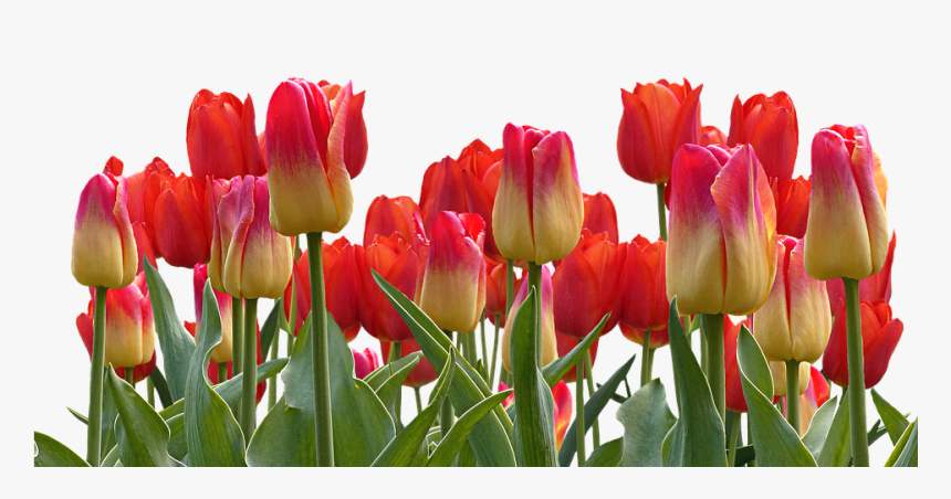 Tulips, Spring, Nature, Flower, Flowers, Red - Good Morning Flowers Download, HD Png Download, Free Download