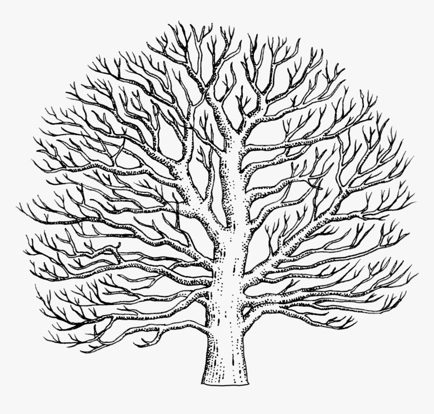 How To Draw A Tulip Tree - Sycamore Tree Drawing, HD Png Download, Free Download