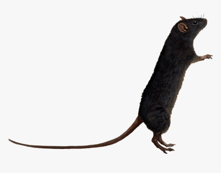 Rat Png Image - Rat With No Background, Transparent Png, Free Download