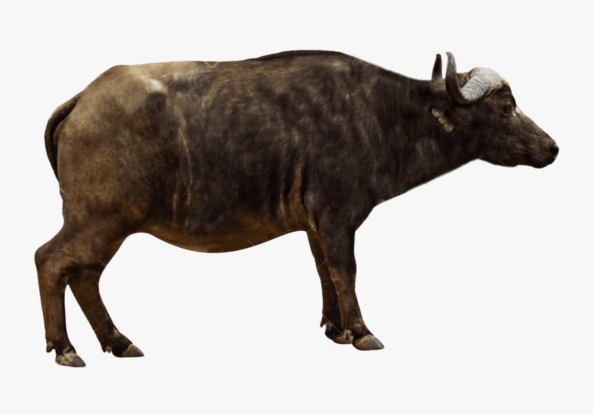 Animal,bovine,animal Buffalo,working Animal,tapir - African Buffalo Side View, HD Png Download, Free Download