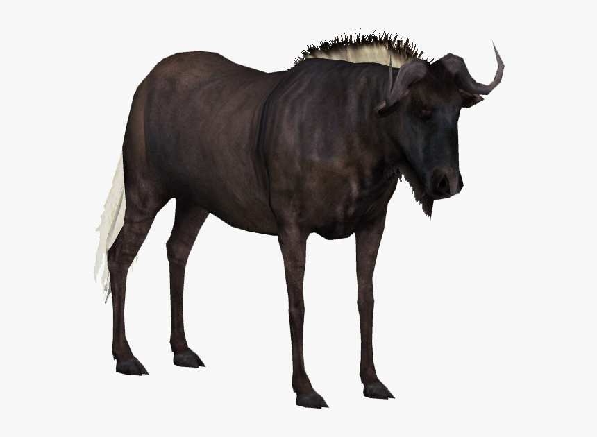 Wildebeest Clear Background, HD Png Download, Free Download