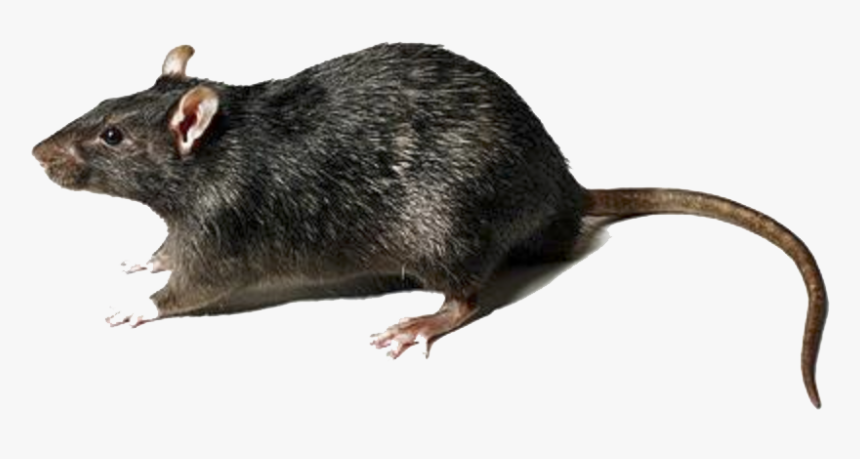 Rat Transparent Png - Rat Transparent Background, Png Download, Free Download