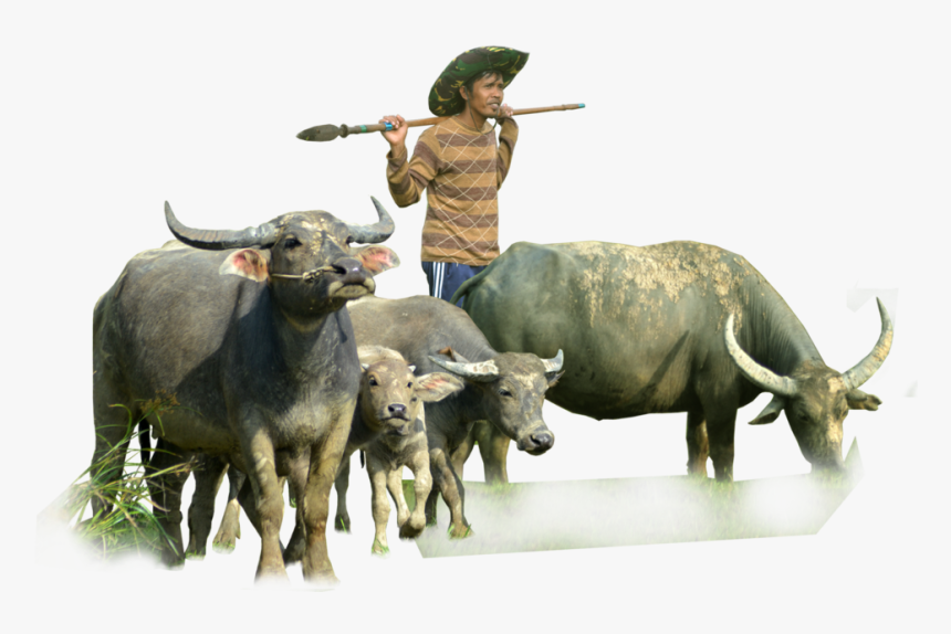 Murrah Buffalo In Png, Transparent Png, Free Download
