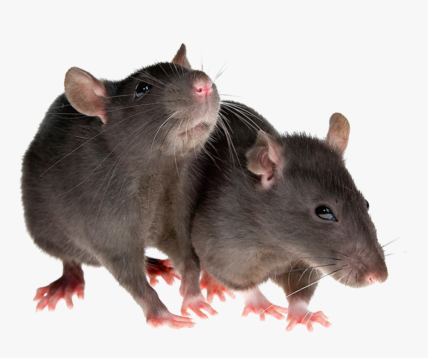 Transparent Rat Png, Png Download, Free Download