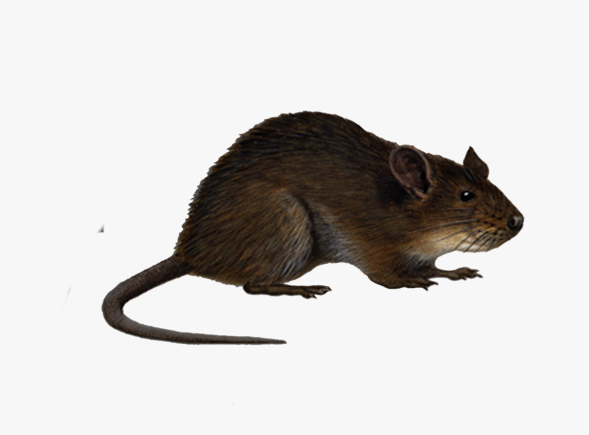 Download Rat Png Image - Rats Png, Transparent Png, Free Download