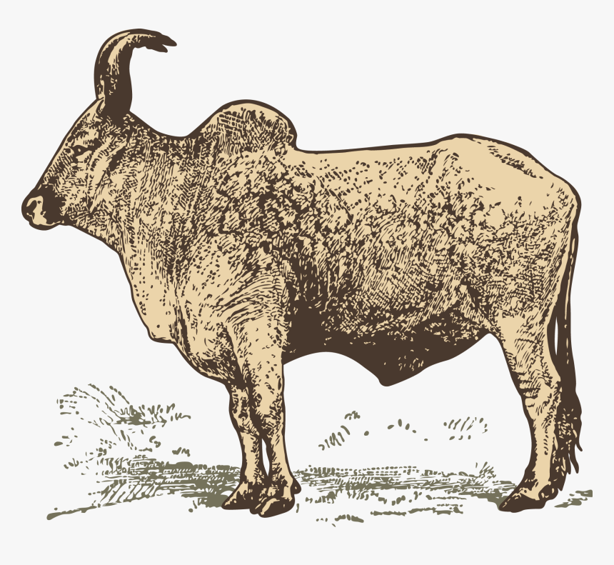 Transparent Water Buffalo Png - Water Buffalo And Zebu, Png Download, Free Download