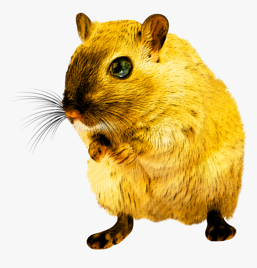 Yellow Rat Png, Transparent Png, Free Download