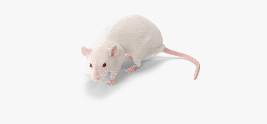 Rat Png Background Image - White Rat Png, Transparent Png, Free Download