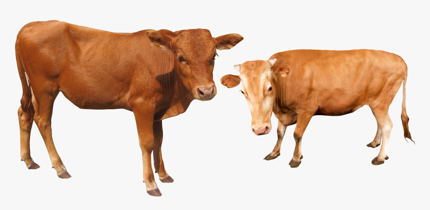 Cattle Water Buffalo Cow And Bafelo Png - Transparent Cow Buffalo Hd Png, Png Download, Free Download