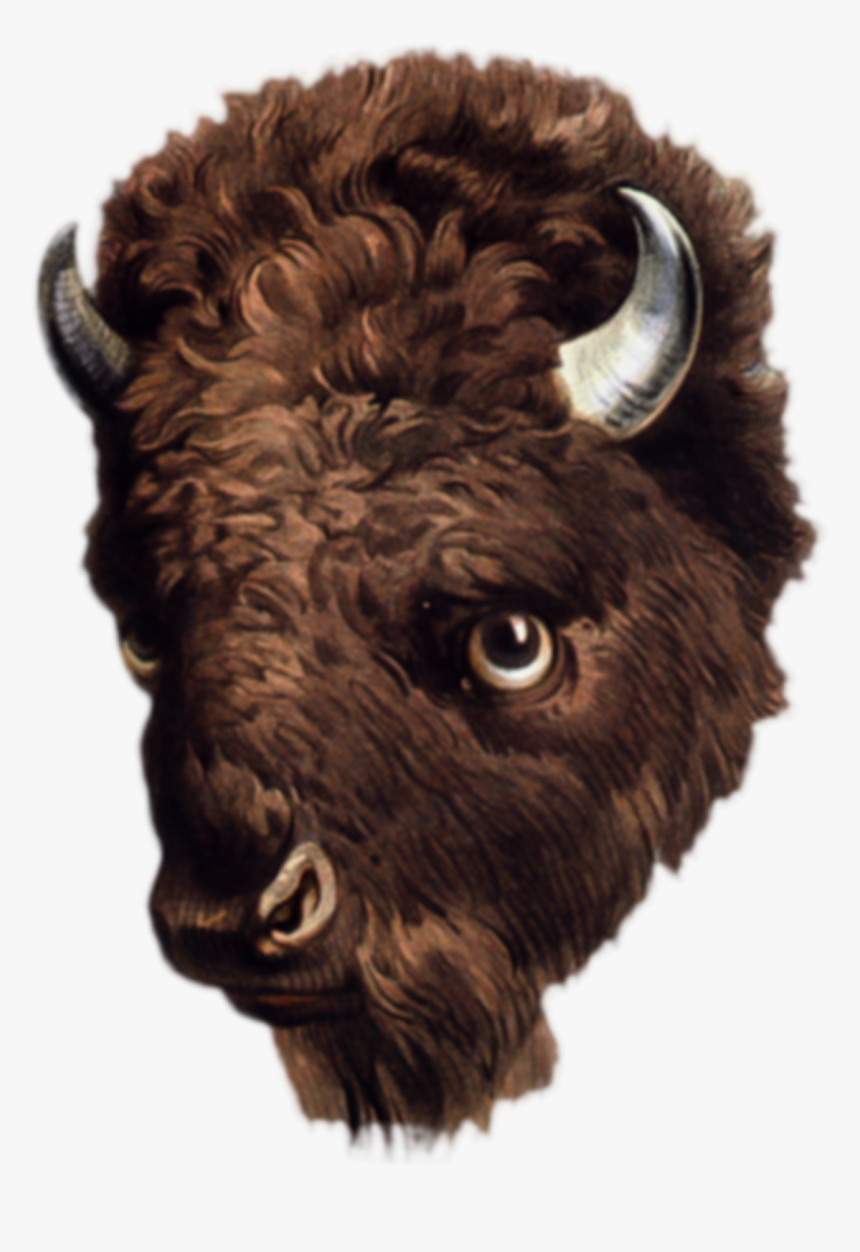 Real Buffalo Animal, Png - kindpng