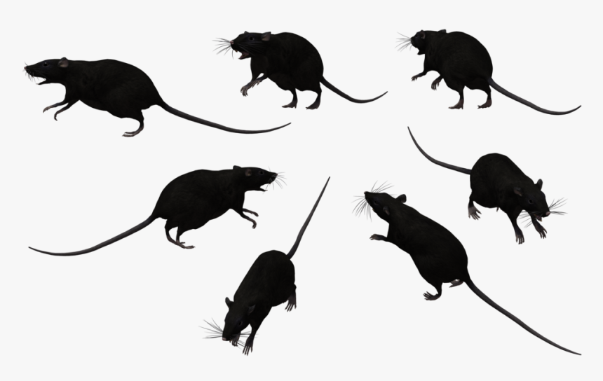 Black Rat Bonthain Rat Laboratory Rat Mouse Clip Art - Group Of Black Rats, HD Png Download, Free Download