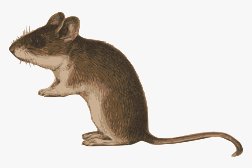 Transparent Rat Clipart Black And White - Dormouse Clipart, HD Png Download, Free Download