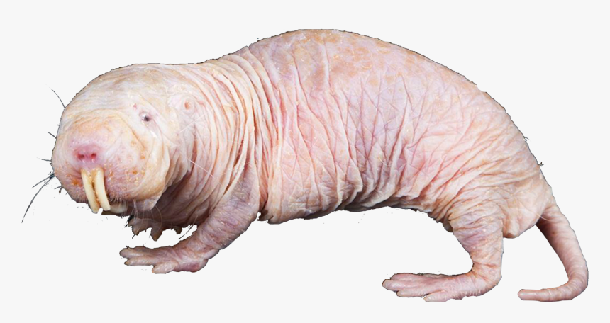 Naked Mole Rat, HD Png Download, Free Download