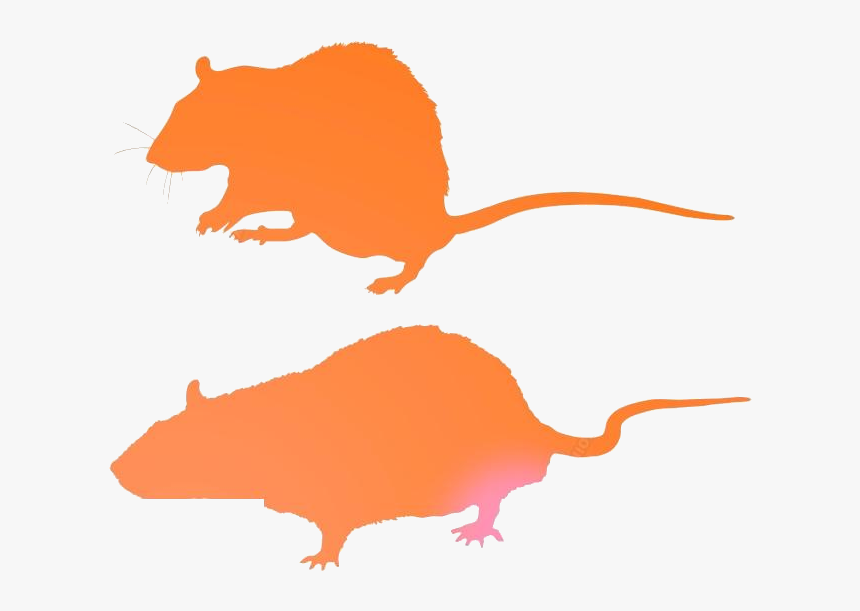 Rat Png Transparent Images - Rat, Png Download, Free Download