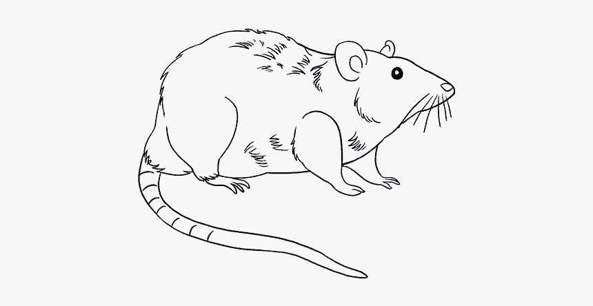 How To Draw Rat - Drawing Photos Download Rat, HD Png Download, Free Download