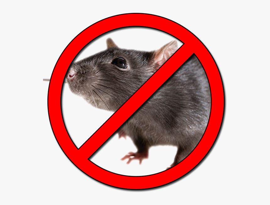 Prohibido Ratas Png , Png Download - Imagen De Prohibido Ratas, Transparent Png, Free Download