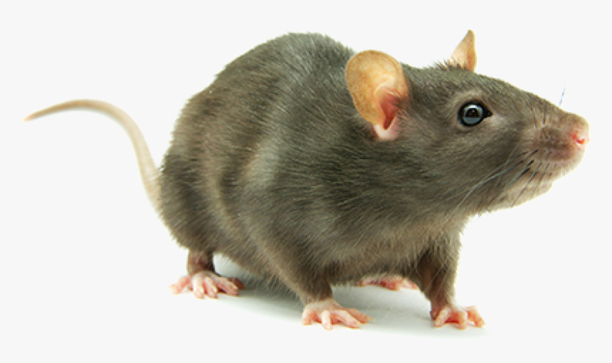 Cropped Rat Png Hd - Mouse Transparent Background, Png Download, Free Download