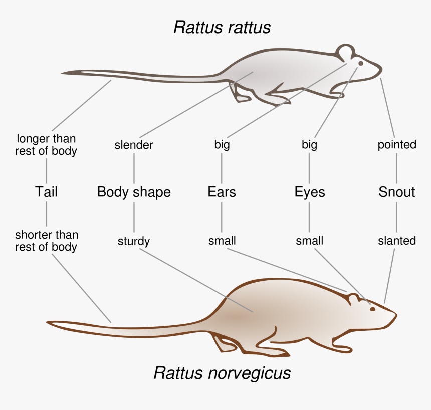 Black Rat Brown Rat , Png Download - Rattus Norvegicus Vs Rattus Rattus, Transparent Png, Free Download